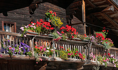 Pfelderertal, Lazins: Mit Blumen geschmückter Balkon des Gasthauses - 2010-10-15-_DSC4738