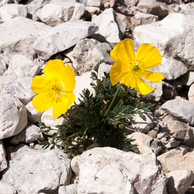 Gelber Alpenmohn, Papaver aurantiacum - 2010-07-31-_DSC2437