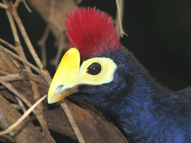 Ross's Turaco