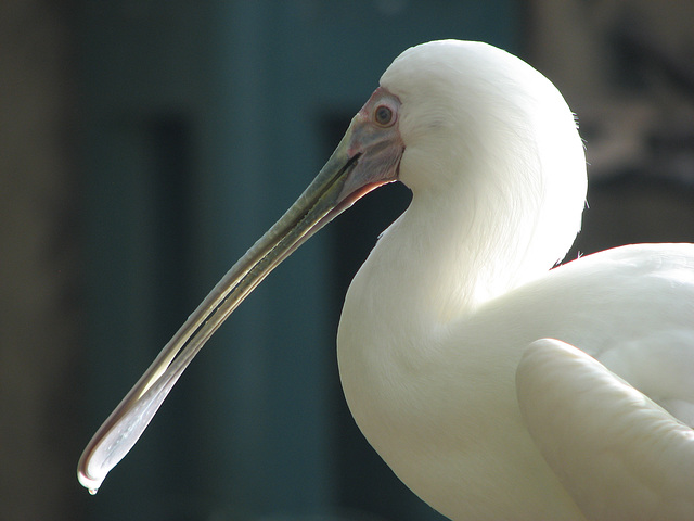 Spoonbill