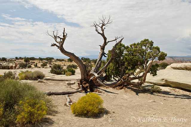 Salt Wash, Utah