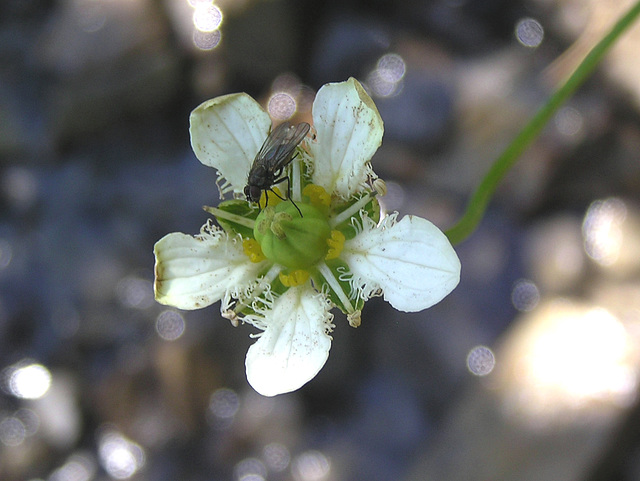 Fringed Grass-of-Parnassus