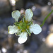 Fringed Grass-of-Parnassus