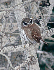 Pygmy-owl false eyes