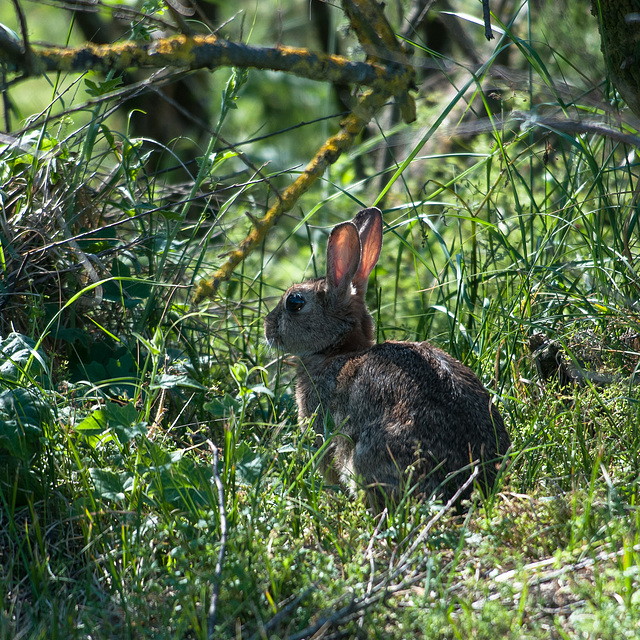 Wildes Kaninchen - 2012-05-03-_DSC8578