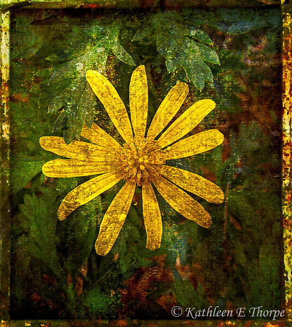 Bush Daisy in Dark Wood 67 Texture