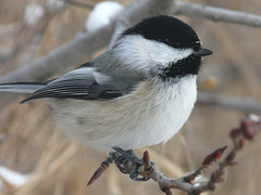 Chickadee-dee-dee