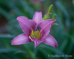 Lilac Day Lily
