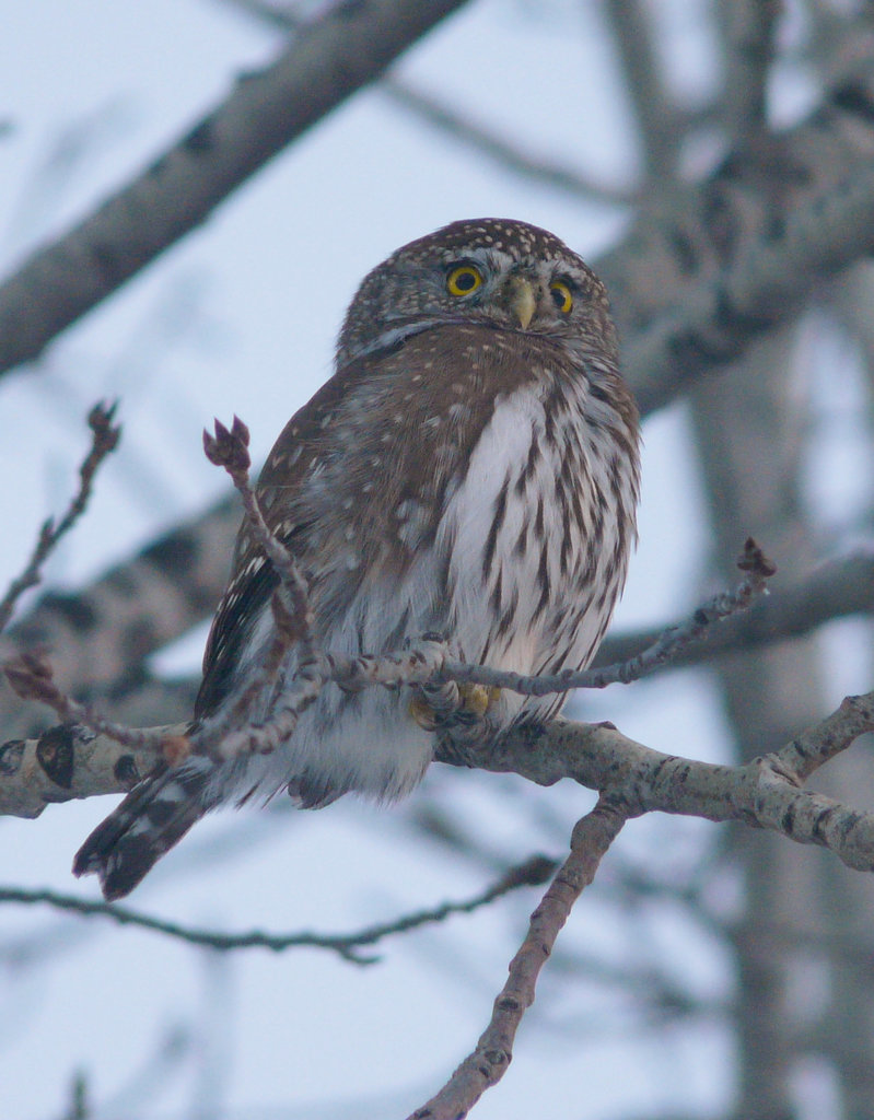 Northern Pygmy-owl