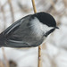 Chickadee