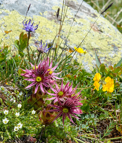 Sempervivum montanum