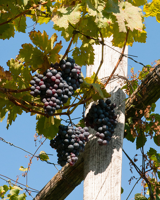 Blaue Trauben, ws. Vernatsch - 2009-10-04-_DSC7285