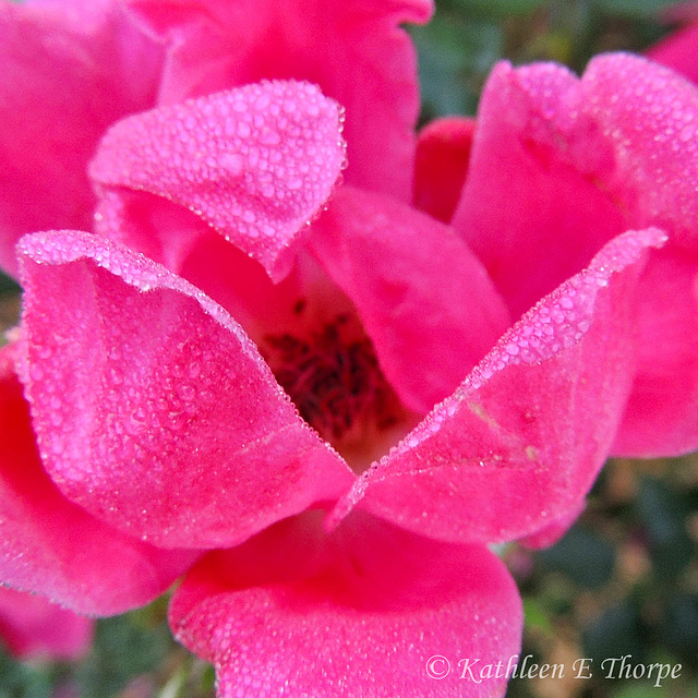 Knockout Rose and Dew in the Morning