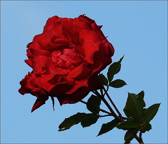 Rote Rose - blauer Himmel / rose rouge - bleu ciel / red rose - blue sky