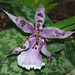 Purple Orchid