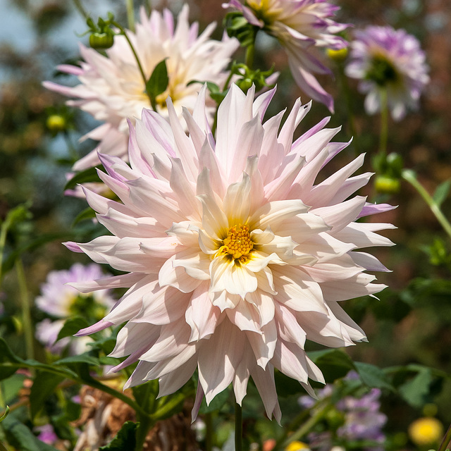 Dahlia, Dahlie - 2012-10-04-_DSC2670