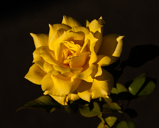 Gelbe Rose - 2012-10-21-_DSC3809