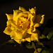 Gelbe Rose - 2012-10-21-_DSC3809
