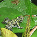 A frog for Leapfrog