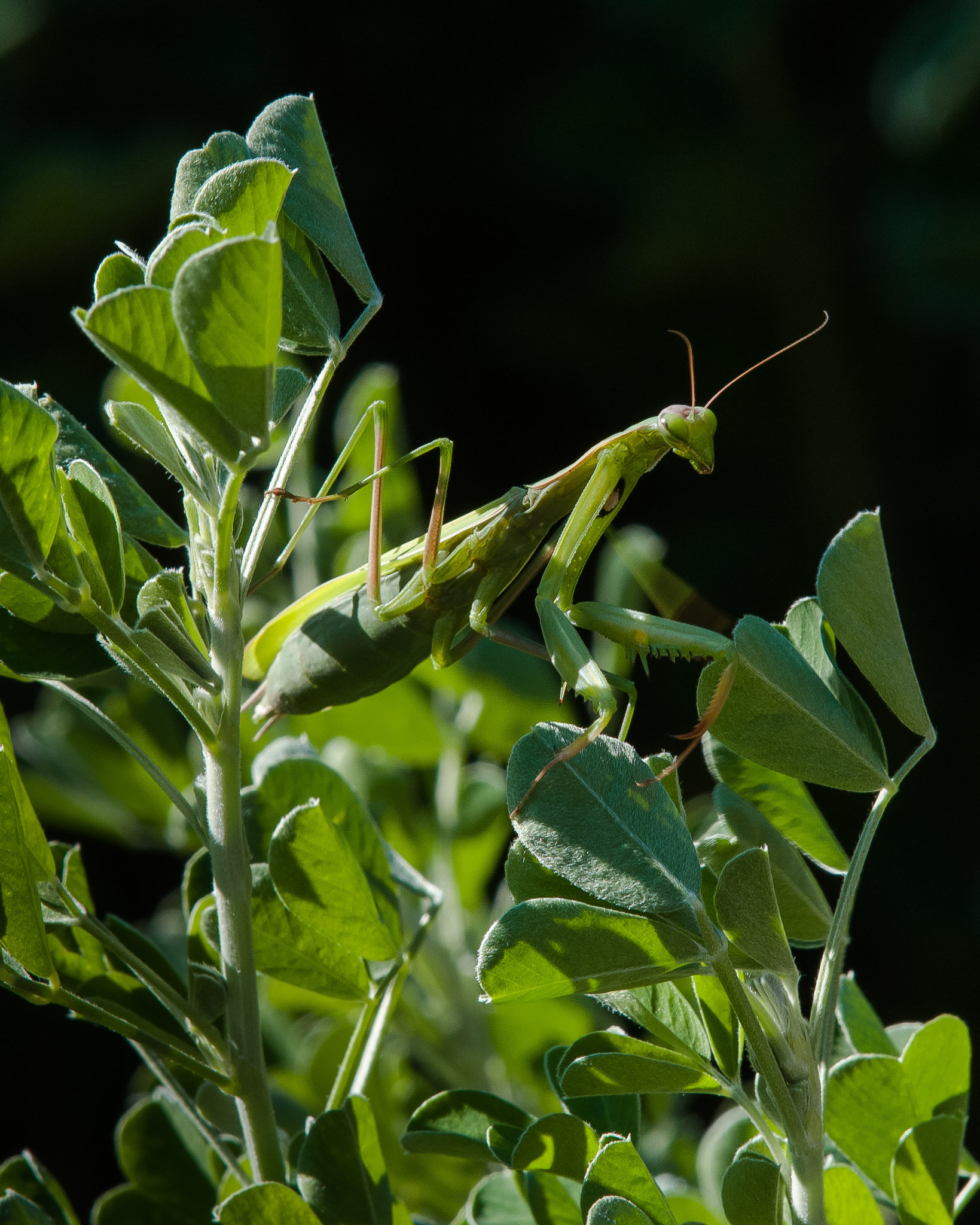 Mantis religiosa - 2012-10-21-_DSC3806