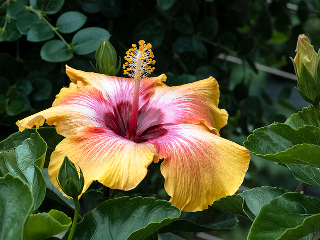 Hibiscus-Hybride - 2012-10-04-_DSC2686