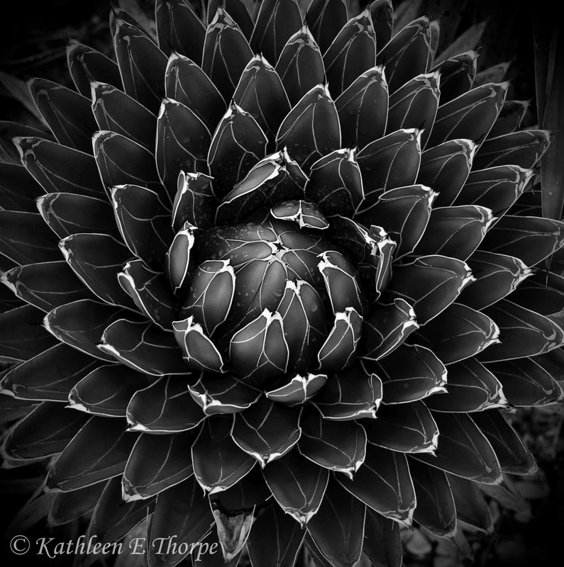 Succulent - b&w - Repost