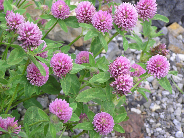 Red Clover