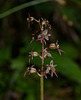 Listera cordata - 2010-07-02-_DSC1025