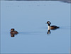 hooded mergansers