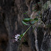 Physoplexis comosa, Schopfige Teufelskralle - 2009-08-02-_DSC6331