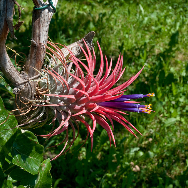 Tillandsia ionantha - 2009-06-13-_DSC5594