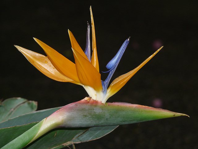 Bird of Paradise