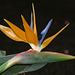 Bird of Paradise