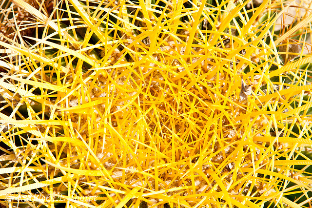 Barrel Cactus Boulders Arizona