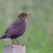 Female Blackbird