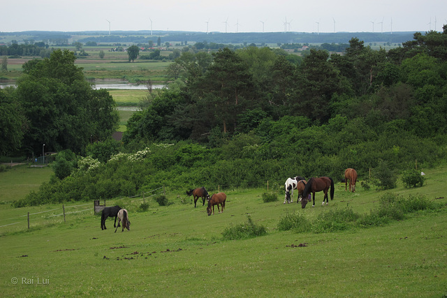 Pferde im Odertal