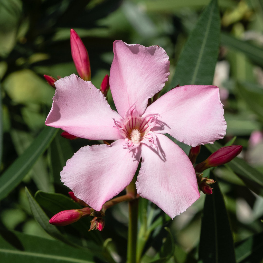 Oleander - 2012-08-19-_DSC1852