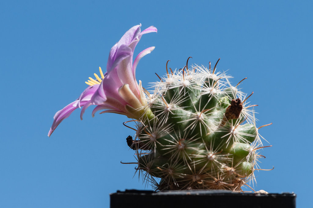 Mammillaria insularis - 2012-08-19-_DSC1849