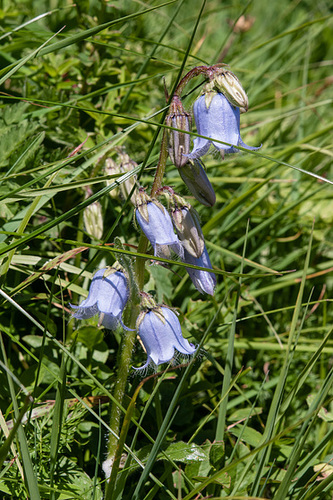 Campanula barbata - 2012-08-15-_DSC1632