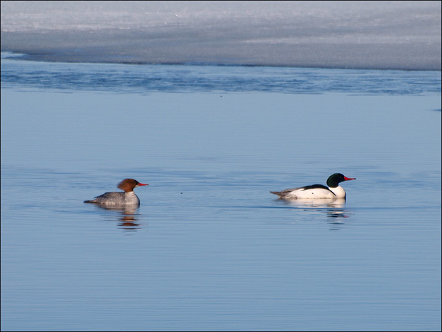 common mergansers