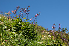 Hochstaudenflur mit Cicerbita alpina - 2012-08-15-_DSC1633