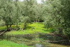 Natinalpark Unteres Odertal
