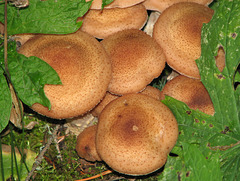 Fungi