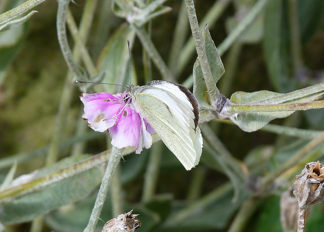 Small White