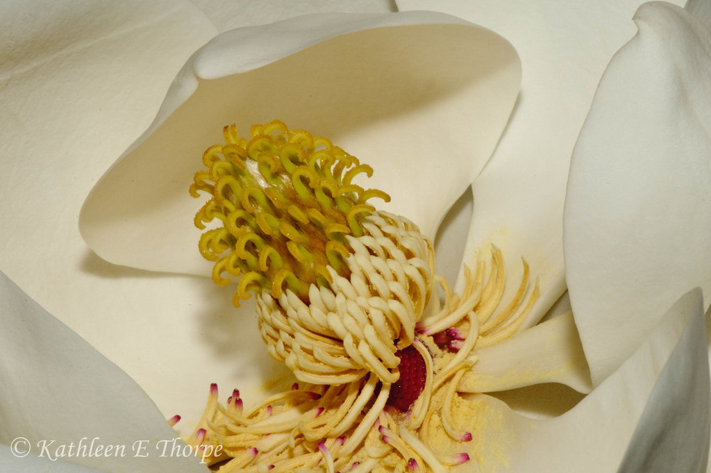 Magnolia macro 050713