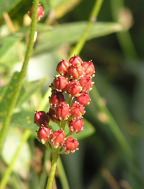 Sticky False Asphodel