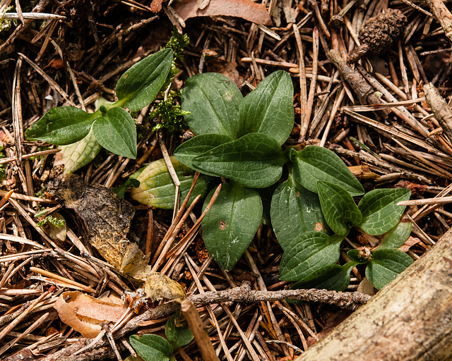 Moosorchis, Goodyera repens - 2012-07-30-_DSC1172