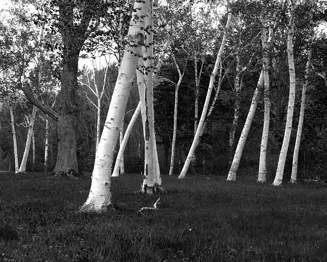 Birch Trees in black and white