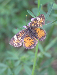 Pearl Crescent