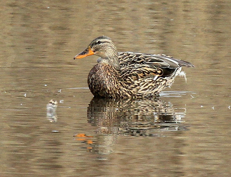 Krickente ( Weibchen)